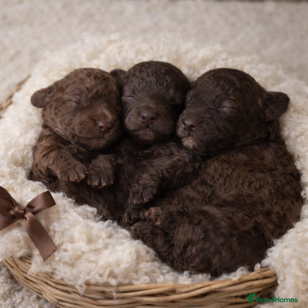 Toy Poodle dogs KC reg TINY Toy poodle puppies - Advert 17