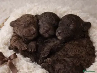 Toy Poodle dogs KC reg TINY Toy poodle puppies - Advert 17