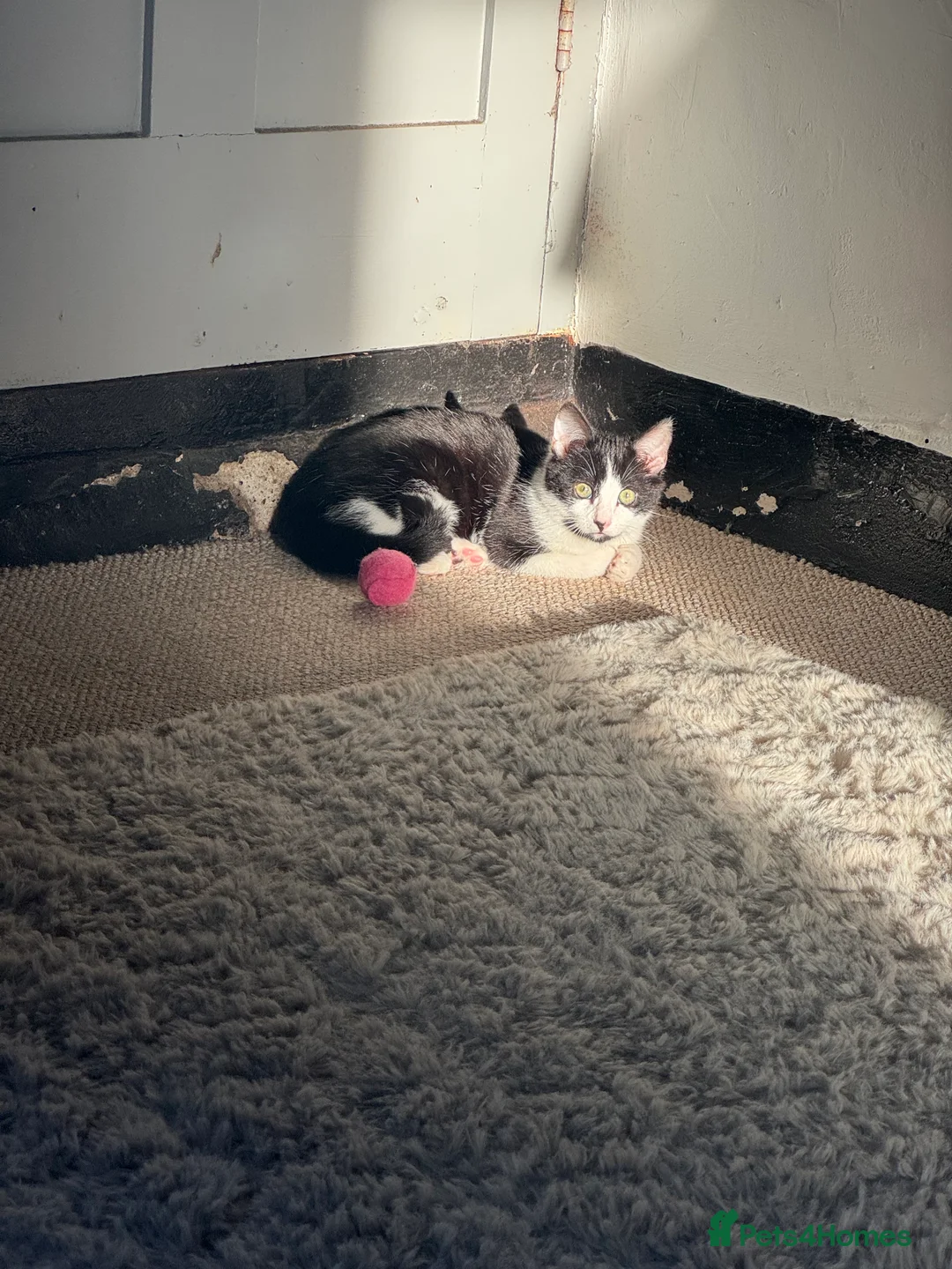 Domestic Shorthair cats for sale: Kitten For A New Home - Advert 3