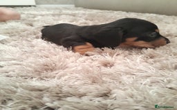 Miniature Dachshund dogs for sale: 🐾 Miniature Dachshund Puppies 🐶  - Image 18