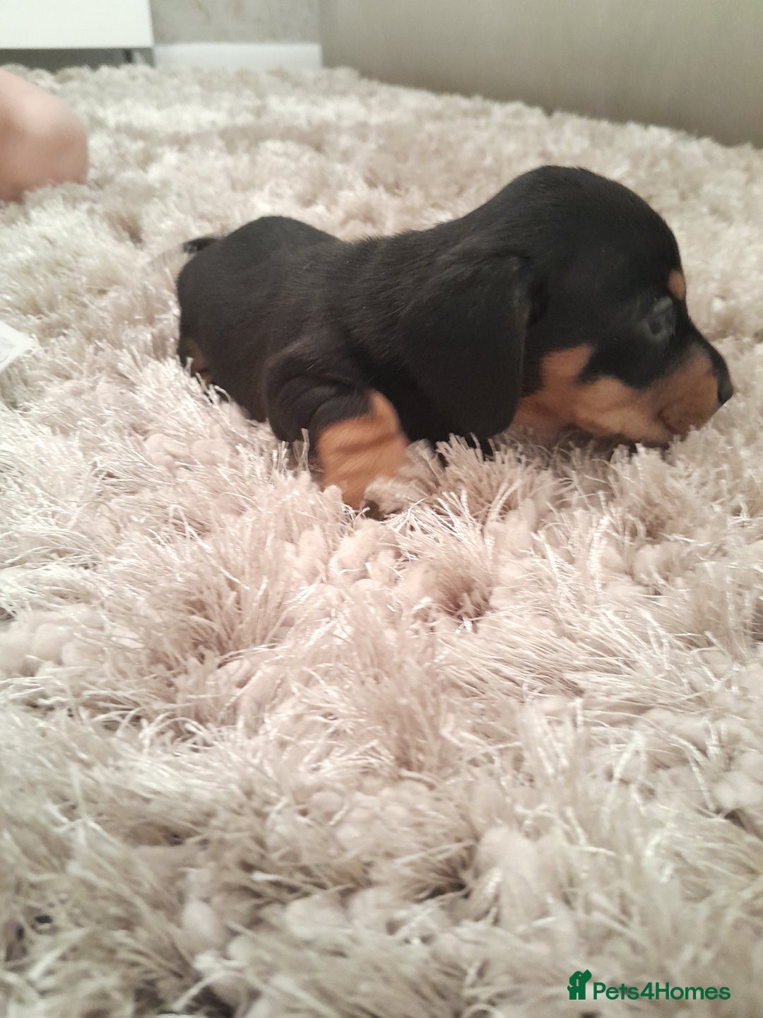 Miniature Dachshund dogs for sale: 🐾 Miniature Dachshund Puppies 🐶  - Image 18