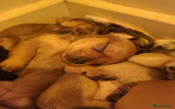 Mixed Breed dogs for sale: Beautiful jackchi puppies  - Image 11