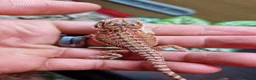 Bearded Dragon reptiles for sale: Baby beardes dragons for sale  - Advert 5