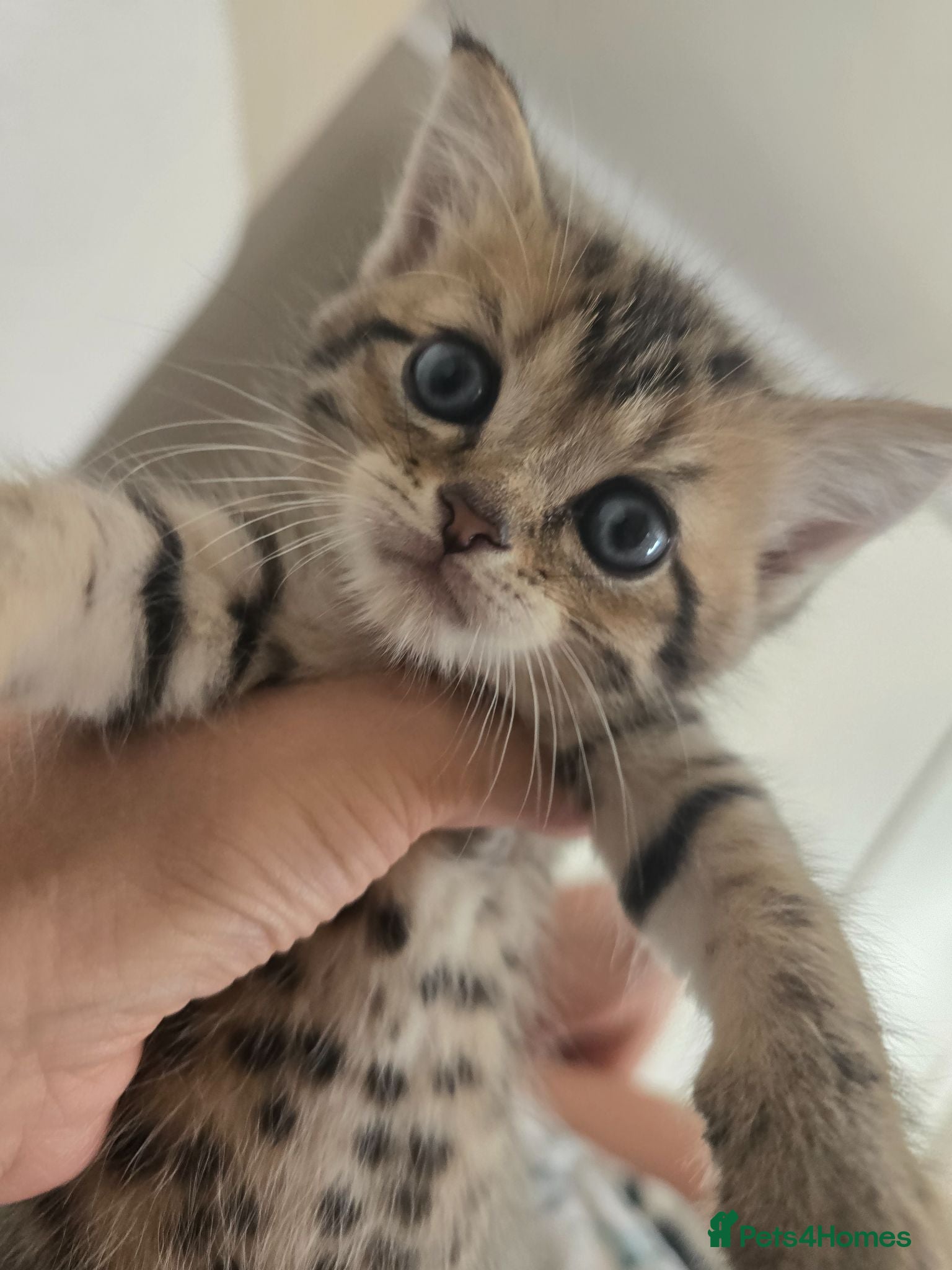 British Shorthair cats Brittish shorthair cross Bengal  - Advert 1