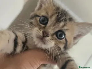 British Shorthair cats Brittish shorthair cross Bengal - Advert 1