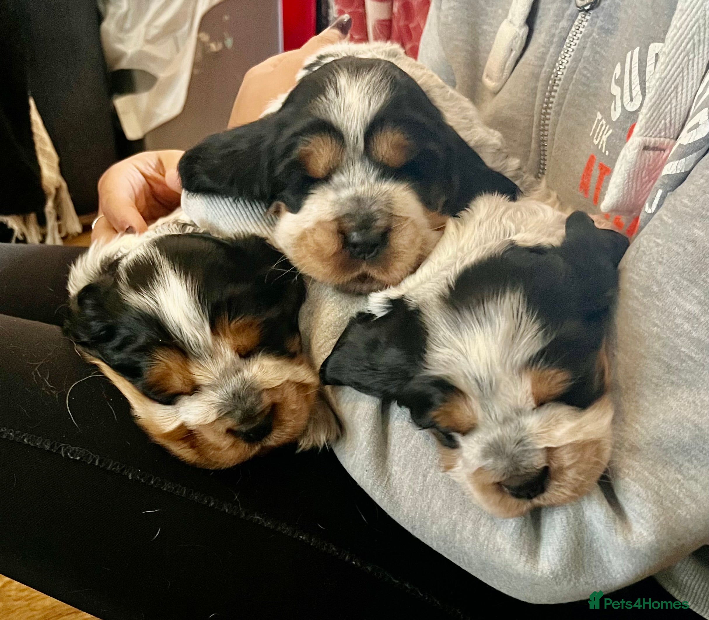 Cocker Spaniel dogs Health tested Cocker Spaniels - Advert 3