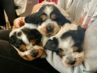 Cocker Spaniel dogs Health tested Cocker Spaniels - Advert 3