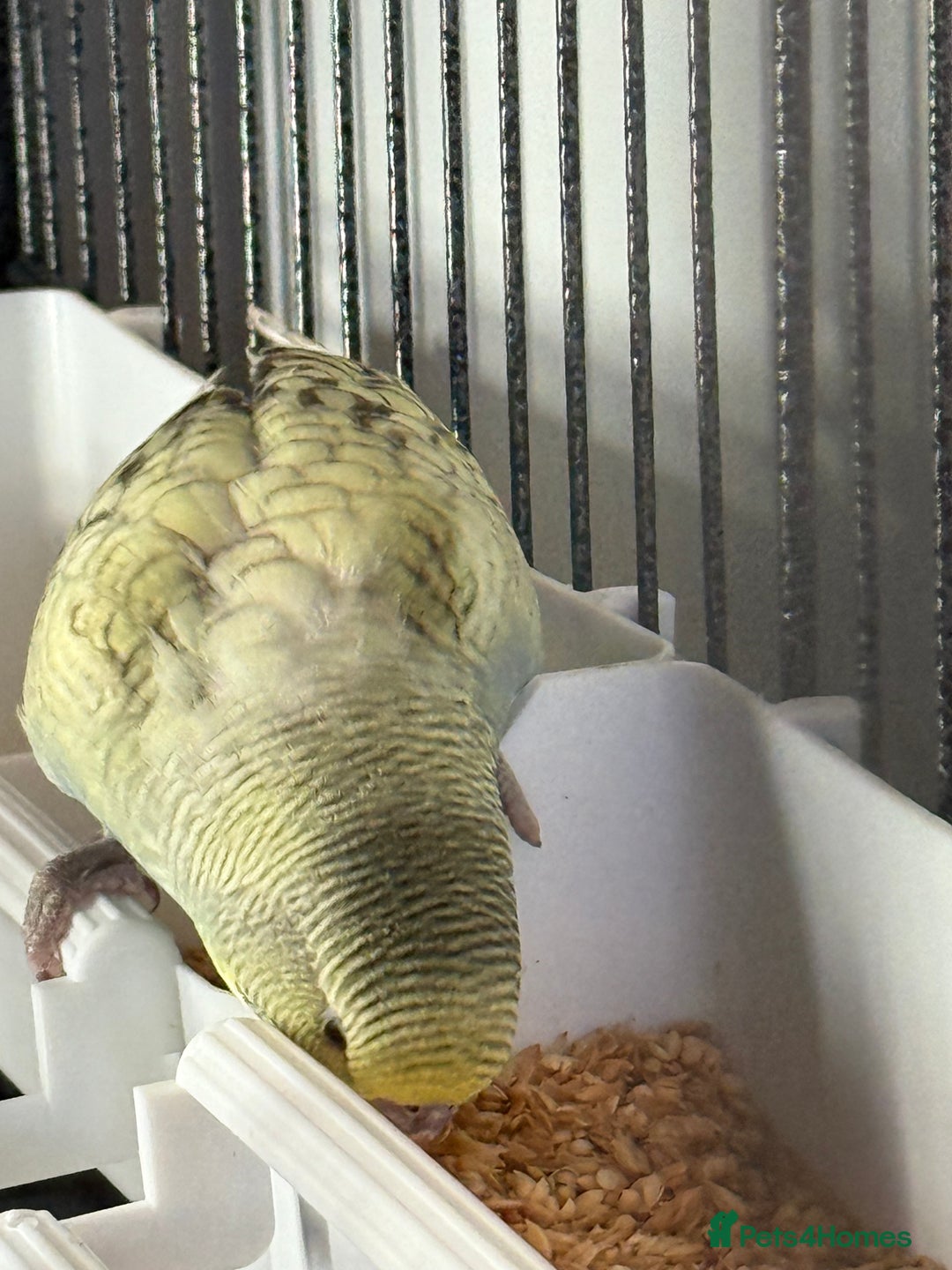 Budgerigars birds for sale: Hand Tamed Baby Budgies - Advert 4