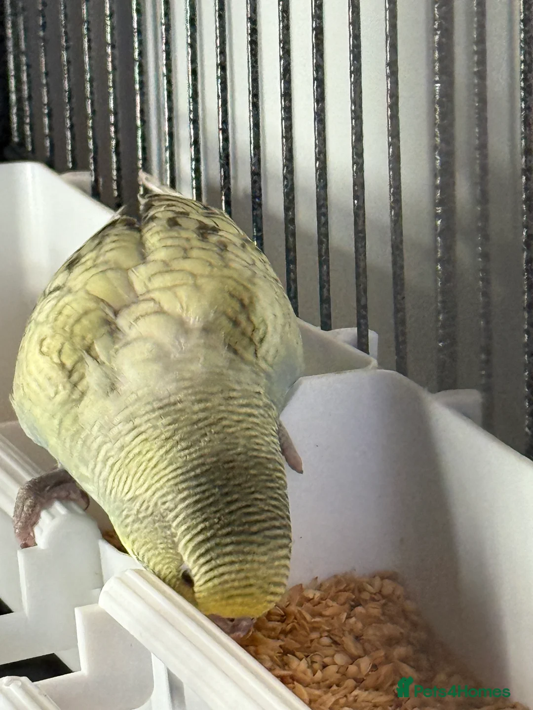 Budgerigars birds for sale: Budgies - Advert 4