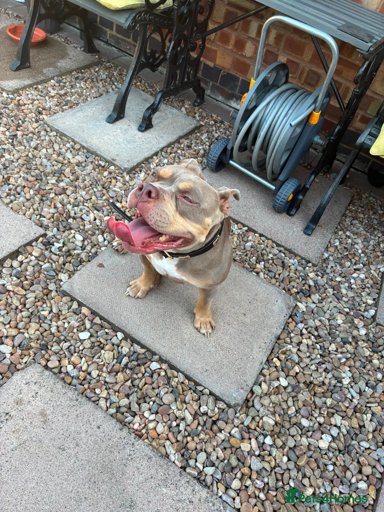 American Bull Staffy dogs Pocket bully  - Advert 3