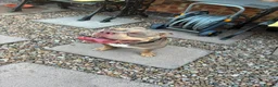 American Bull Staffy dogs for sale: Pocket bully  in Leicester - Advert 1