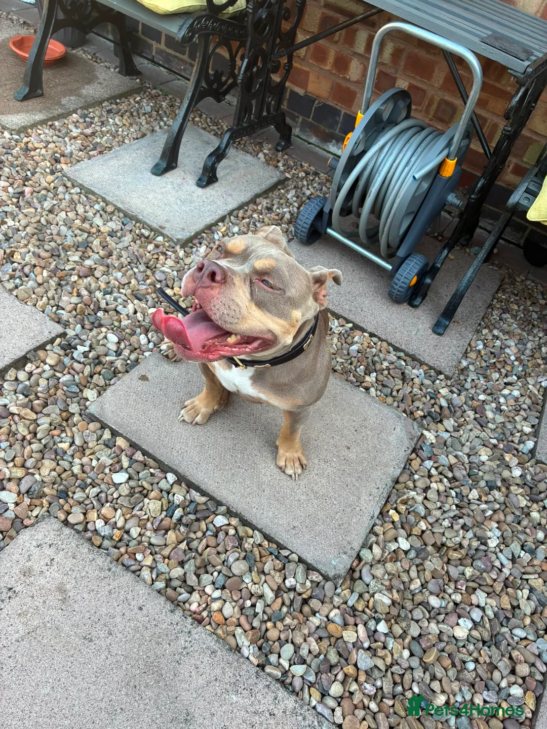 American Bull Staffy dogs for sale: Pocket bully  in Leicester - Advert 1