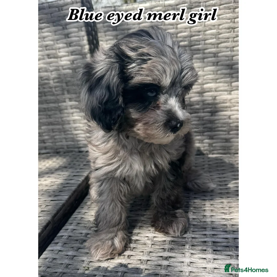 Cavapoo dogs for sale: F1b cavapoos in Robertsbridge - Advert 2