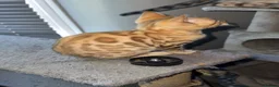 Bengal cats for sale: Stunning Bengal kittens - Advert 8