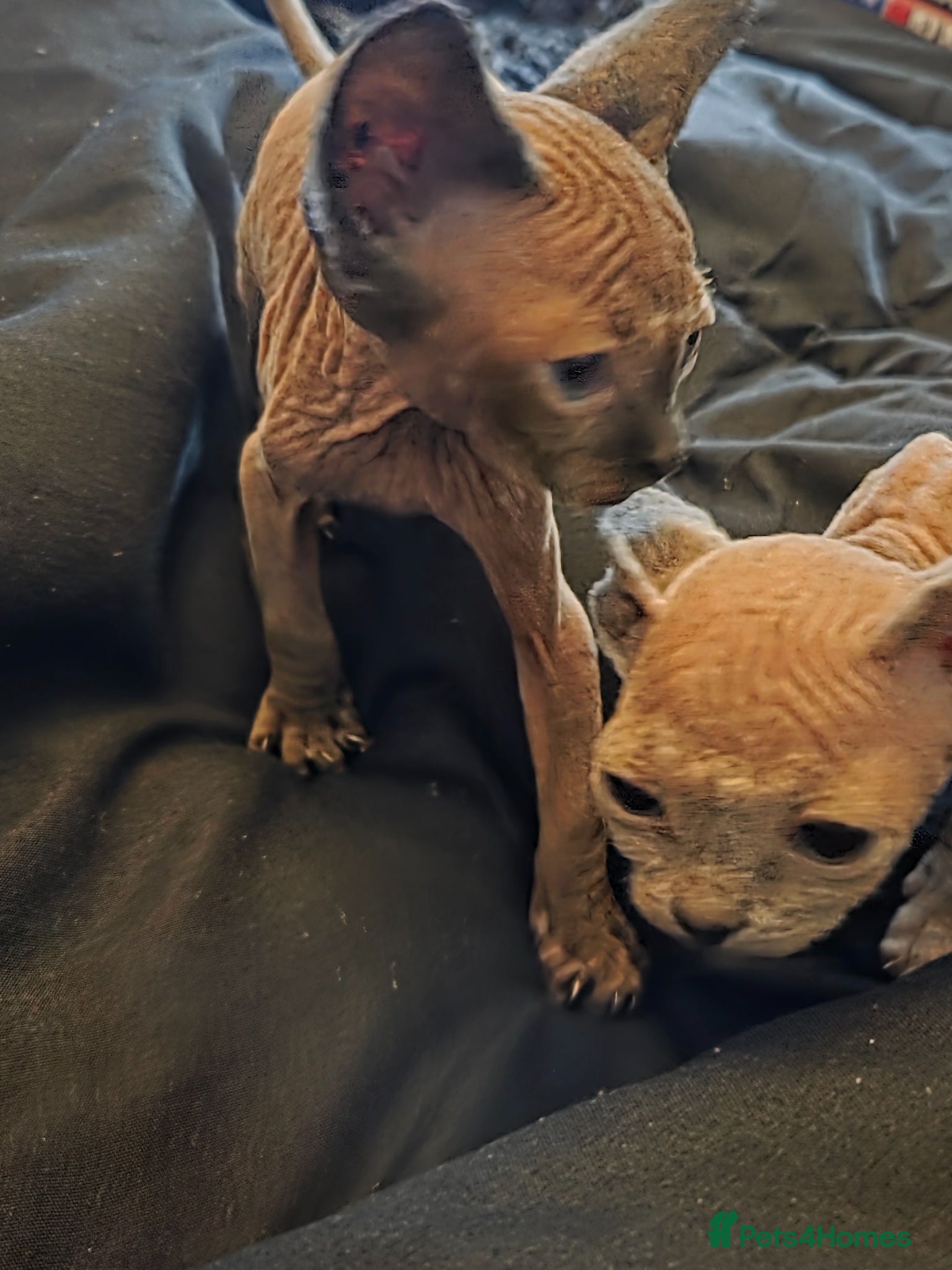 Sphynx cats Purebreed sphynx kittens  - Advert 1