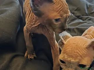 Sphynx cats Purebreed sphynx kittens - Advert 1