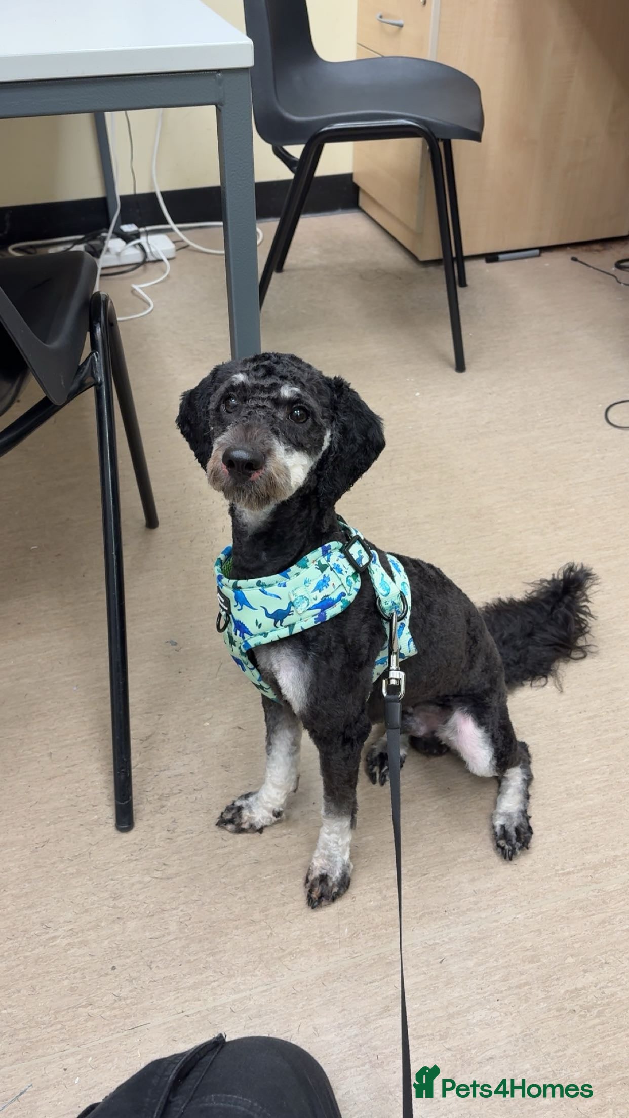 Miniature Poodle dogs 11 month old Miniature Poodle REHOMING - Advert 3