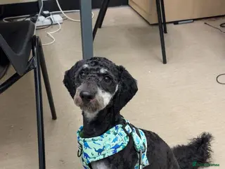 Miniature Poodle dogs 11 month old Miniature Poodle REHOMING - Advert 6