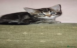 Mixed Breed cats for sale: Female tabby kitten - Image 3