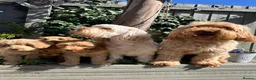 Cockapoo dogs for stud: Stunning Fully Health Tested F2b Cockapoo Proven ! - Advert 21