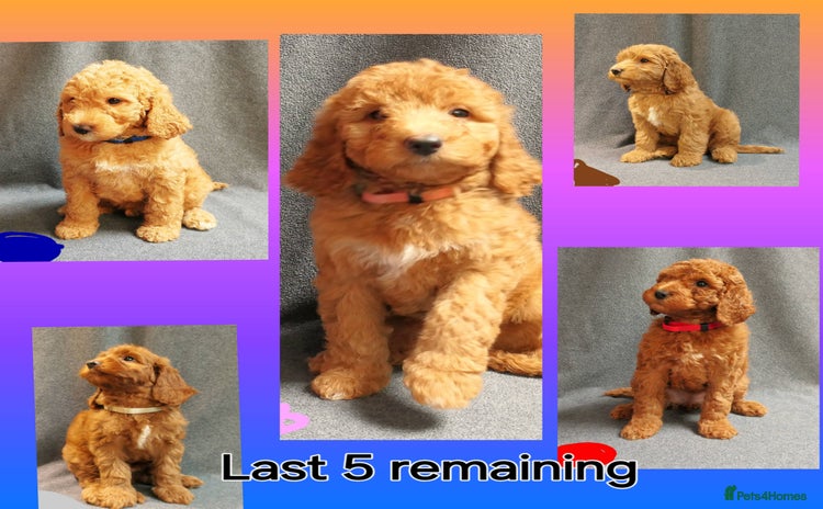 Mixed Breed dogs - Advert 8