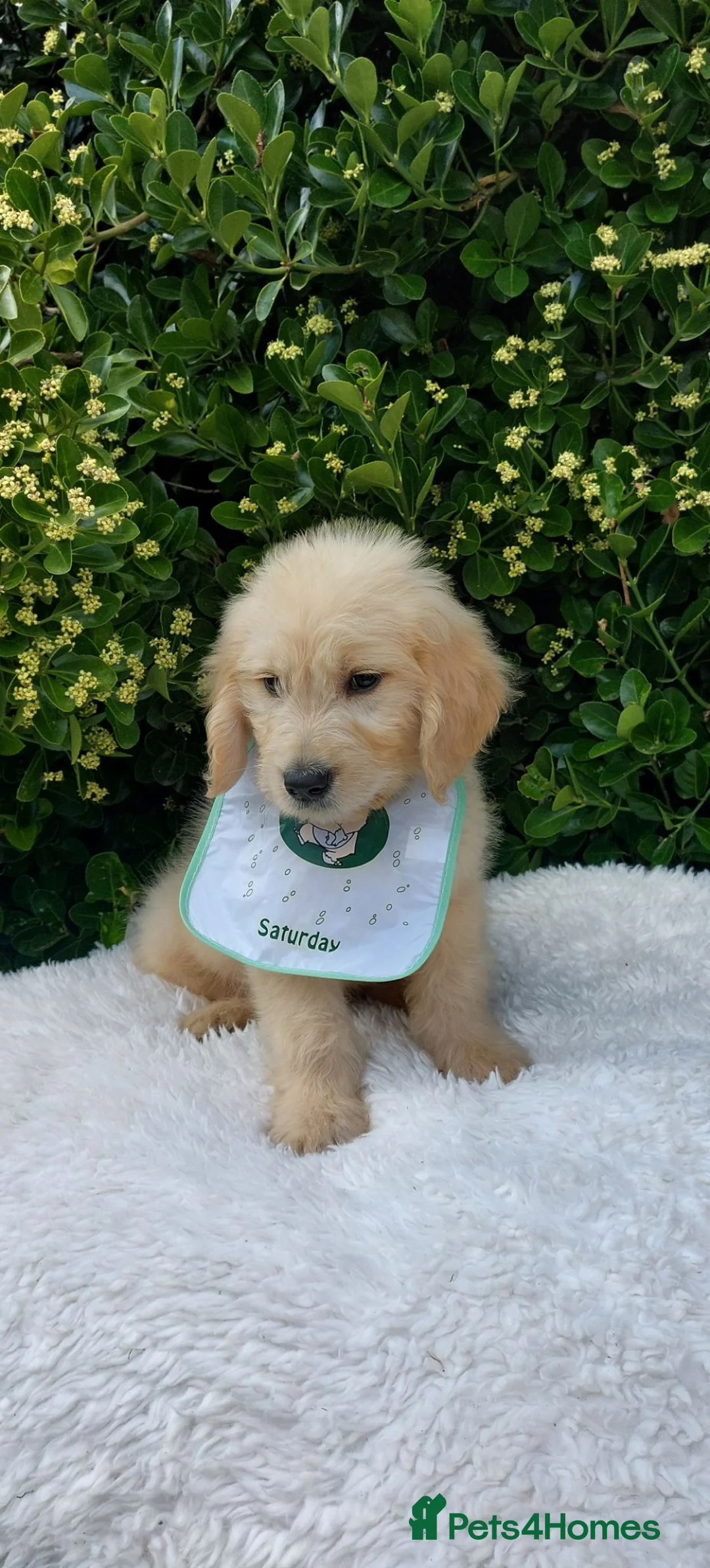Mini Goldendoodle dogs for sale: Exceptional F1 Goldendoodle Puppies  - Advert 7