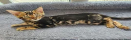 Bengal cats for sale: Bengal Kittens(Silk marble bengal available) - Advert 4