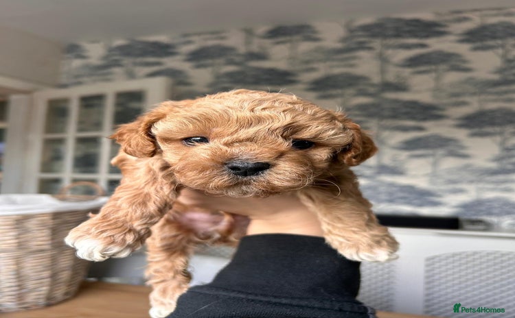 Shihpoo dogs - Advert 11