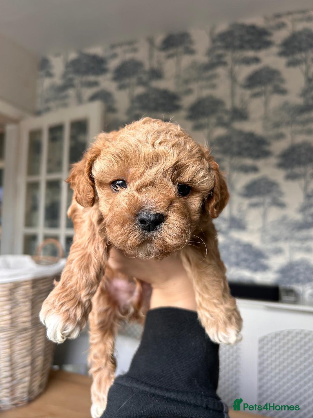 Shihpoo dogs for sale: Shihpoo pups  - Image 1