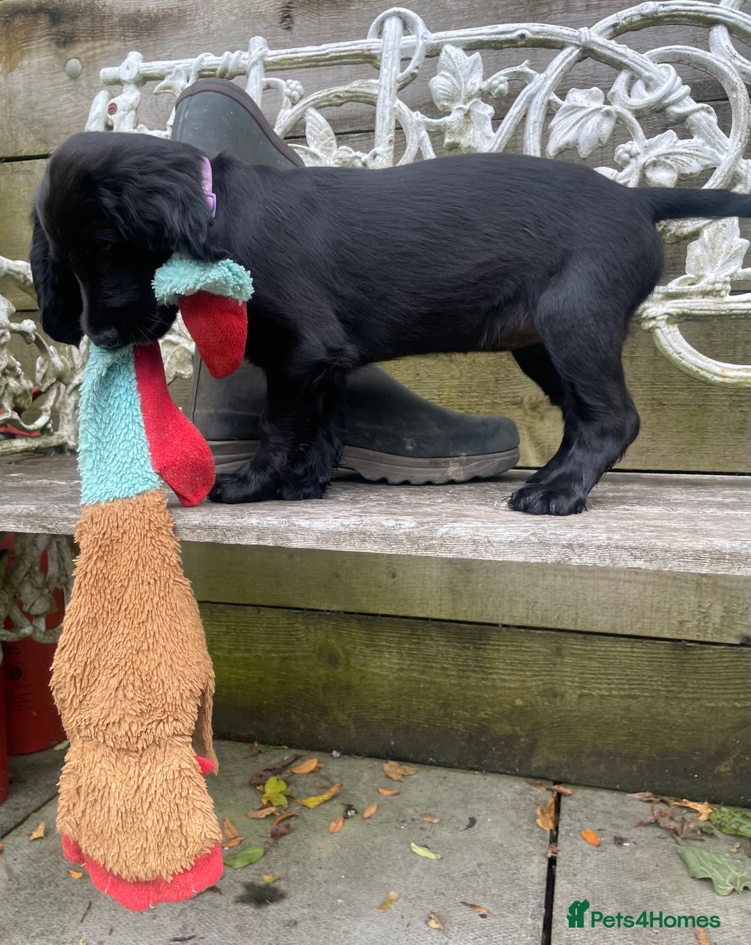 Cocker Spaniel dogs for sale: One boy and one girl - Image 1