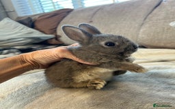 Netherland Dwarf rabbits for sale: Beautiful Netherland dwarf baby bunnies  - Image 5