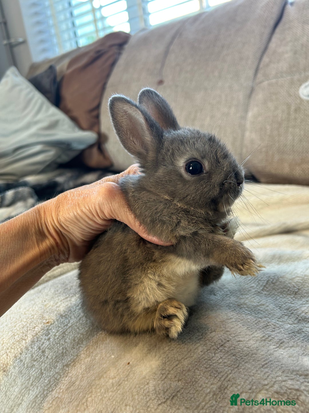 Netherland Dwarf rabbits for sale: Beautiful Netherland dwarf baby bunnies  - Image 5