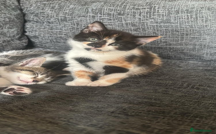 Domestic Shorthair cats - Advert 3