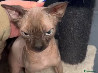 Sphynx cats Canadian sphynx male 3 years old looking new home - Advert 1