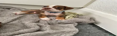 Old Tyme Bulldog 3