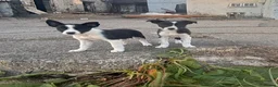Border Collie dogs for sale: Beautiful pups - Advert 2