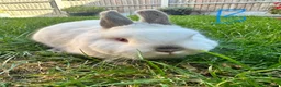 Netherland Dwarf rabbits for sale: Netherland Dwarf Rabbits for sale  - Advert 16