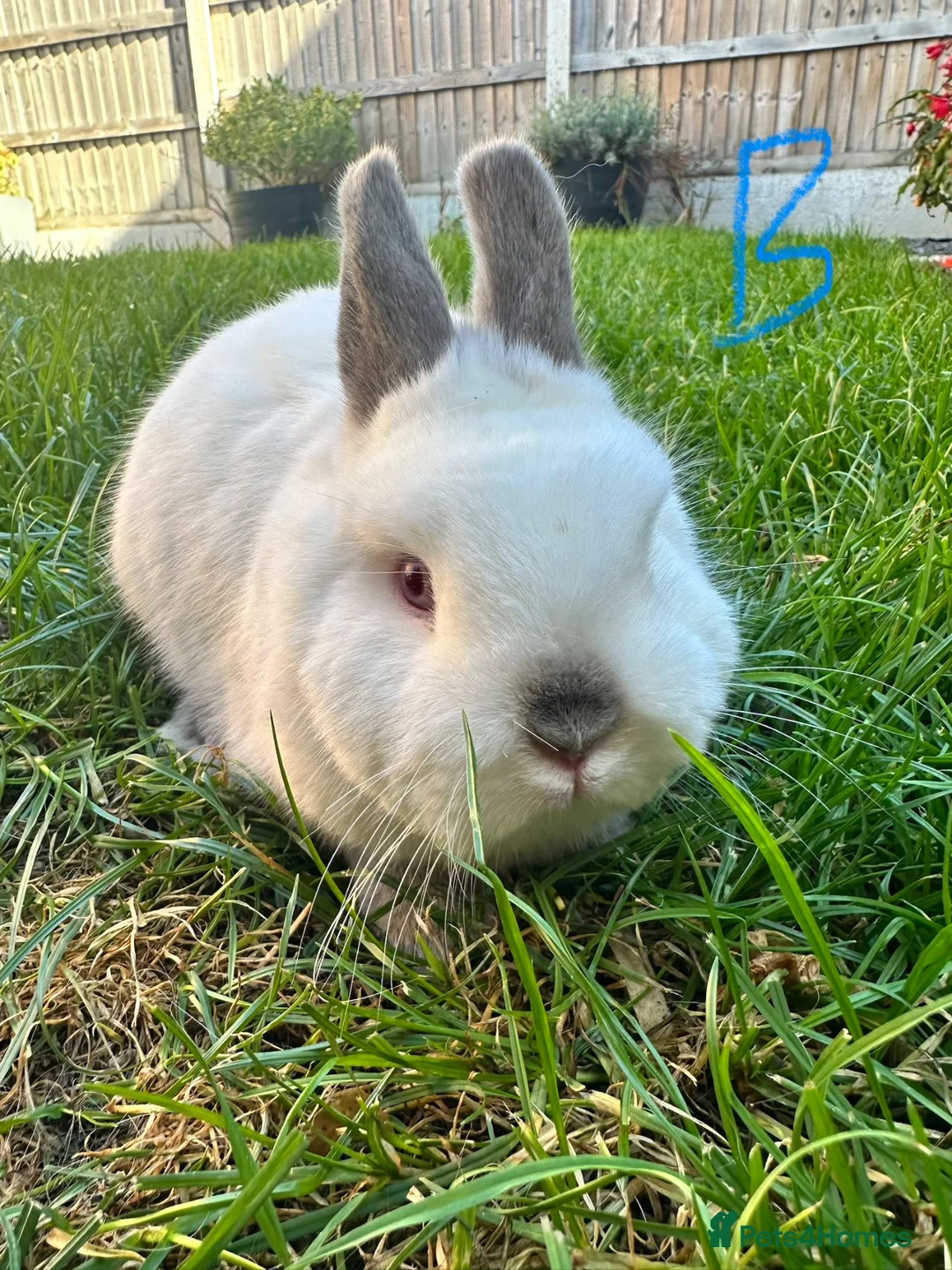 Netherland Dwarf rabbits for sale: Netherland Dwarf Rabbits for sale  - Advert 16