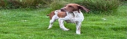 Bracco Italiano dogs for sale: Lovely female Bracco  - Advert 1