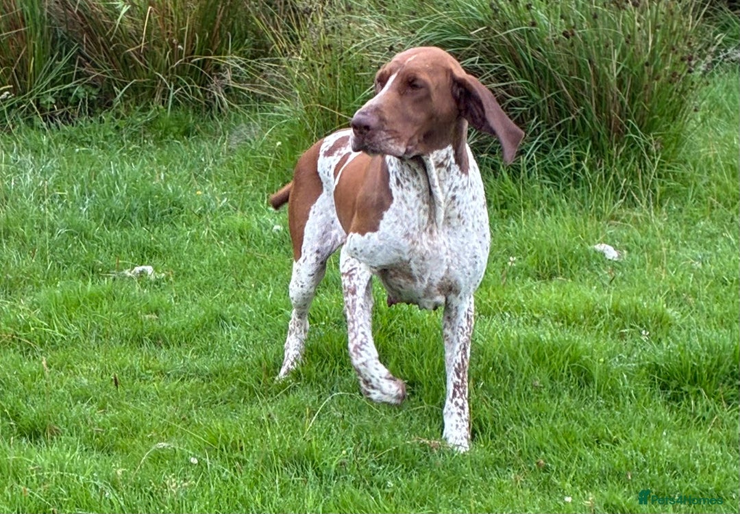 Bracco Italiano dogs for sale: Lovely female Bracco  - Advert 1