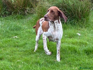 Bracco Italiano dogs Lovely female Bracco - Advert 1