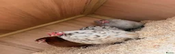 Chickens poultry for sale: Stunning Pekin bantams  - Advert 3