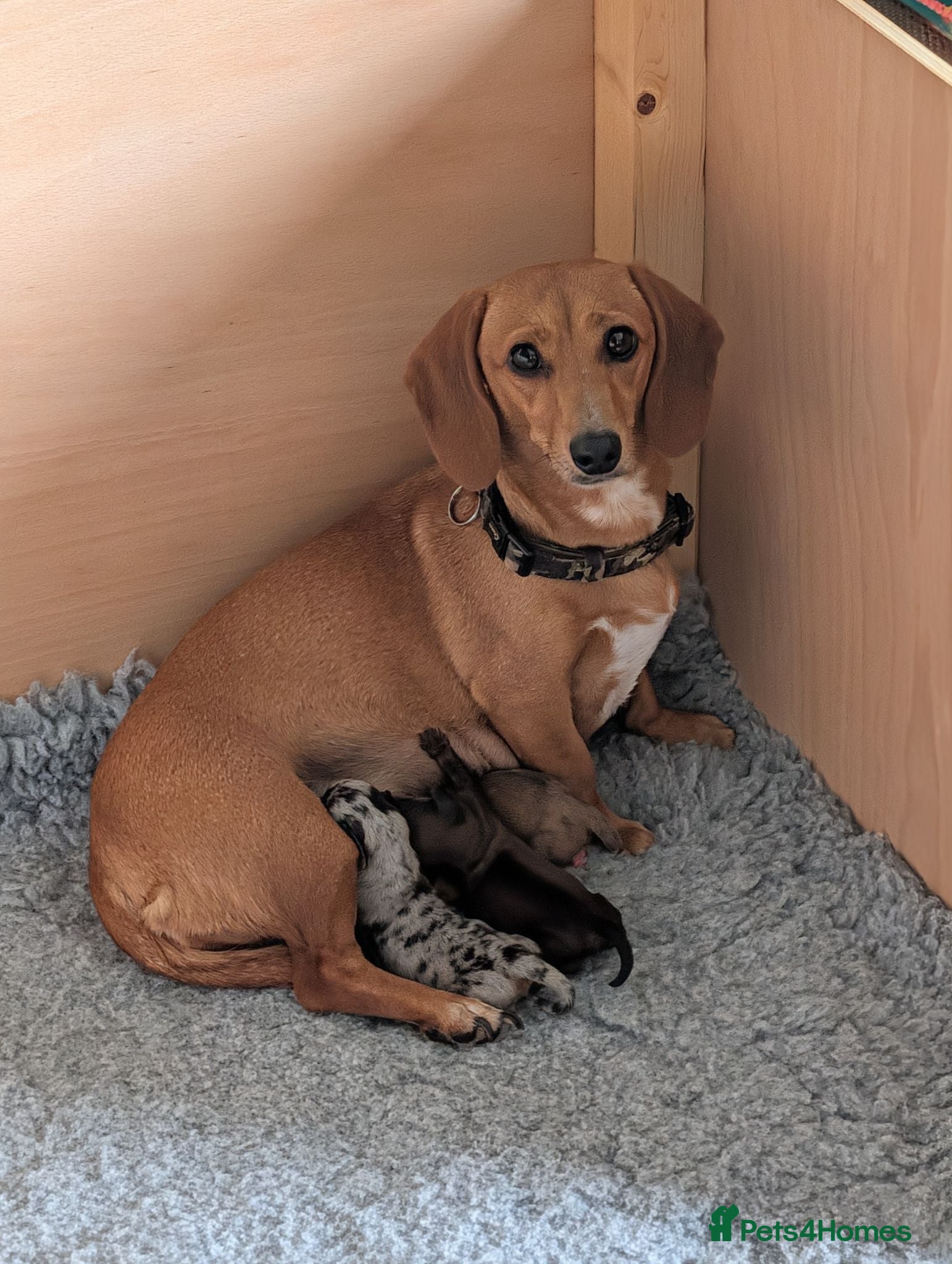 Dachshund dogs Miniature Dachshund pups  - Advert 1