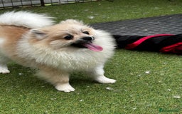 Pomeranian dogs for sale: Beautiful Pomeranian Teddy Bear Puppies - Image 4
