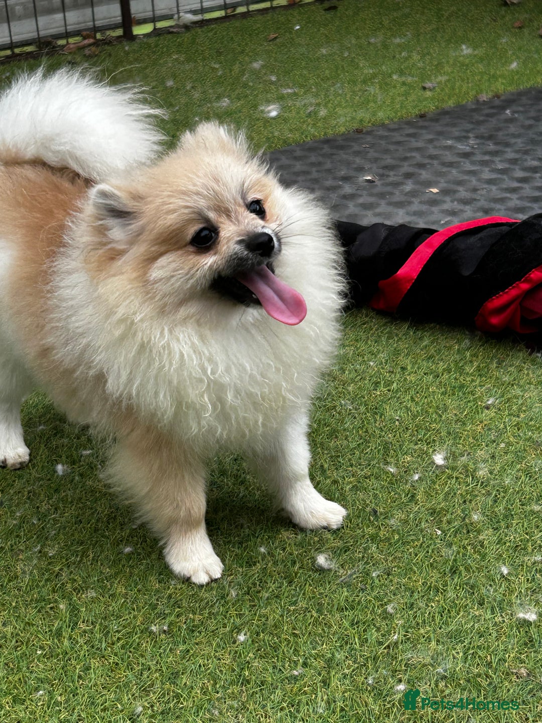 Pomeranian dogs for sale: Beautiful Pomeranian Teddy Bear Puppies - Image 4