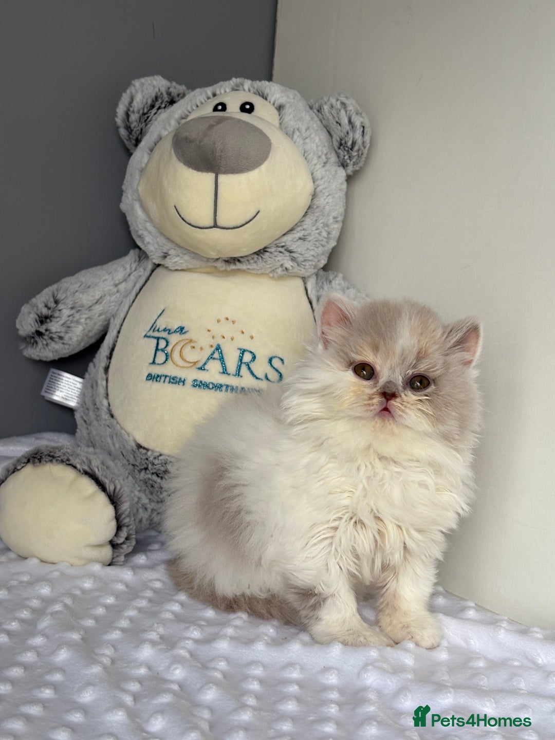 British Shorthair cats for sale: TICA reg lilac tortie and white bsh&blh kittens - Advert 5