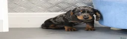 Miniature Dachshund dogs for sale: Beautiful Miniature Dachshund puppies for sale - Advert 4