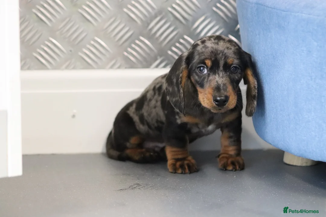 Miniature Dachshund dogs for sale: Beautiful Miniature Dachshund puppies for sale - Advert 4