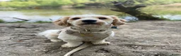 Cavapoo dogs for sale: Archie  in Poole - Advert 12