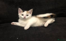 Mixed Breed cats for sale: Ginger and Tortie Kittens 2 available  - Image 17